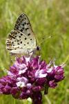 Lycaena tityrus