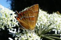Thecla betulae