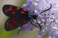 Zygaena transalpina