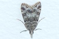 Eudonia mercurella