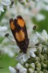 Pammene aurana