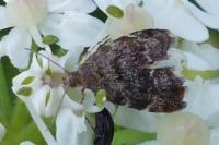 Anthophila fabriciana