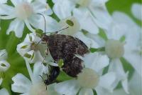 Anthophila fabriciana