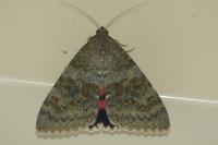 Catocala nupta