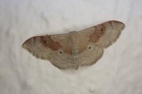 Idaea degeneraria