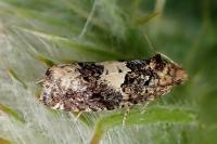 Epiblema scutulana