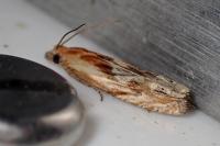 Eucosma