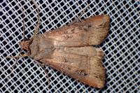 Agrotis ipsilon