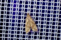 Brachmia blandella