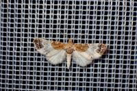 Eupithecia breviculata