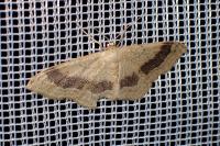 Idaea aversata