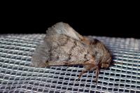 Thaumetopoea processionea