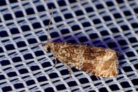 Celypha lacunana