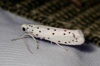 Yponomeuta cagnagella