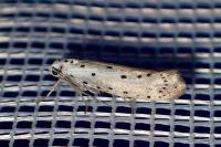 Yponomeuta padella