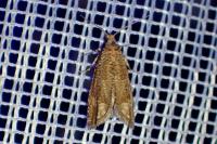 Pelochrista caecimaculana
