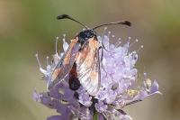 Zygaena sarpedon