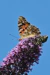 Vanessa cardui