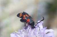 Zygaena transalpina