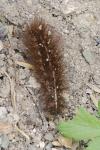 Spilosoma lubricipeda