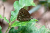 Aphantopus hyperantus