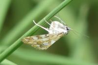 Elophila nymphaeata