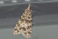 Eudonia mercurella
