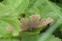 Aphantopus hyperantus