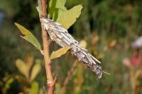 Canephora hirsuta