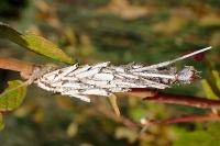 Canephora hirsuta