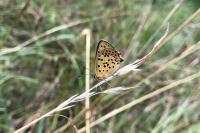 Lycaena tityrus