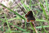 Aricia agestis