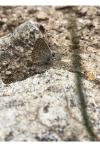 Aricia agestis