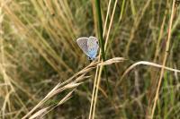 Cyaniris semiargus