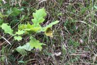 Colias crocea