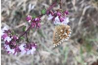 Lysandra bellargus