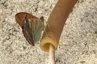 Argynnis paphia