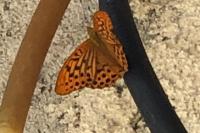 Argynnis paphia