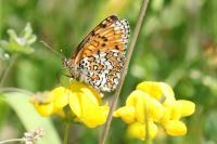 Melitaea phoebe