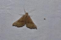 Hypena proboscidalis