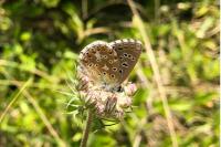 Lysandra bellargus