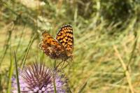 Melitaea phoebe