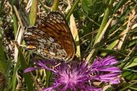 Melitaea phoebe