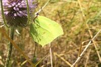 Gonepteryx rhamni