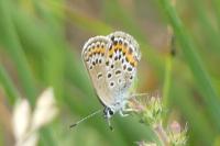 Plebejus argus