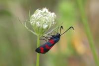 Zygaena filipendulae