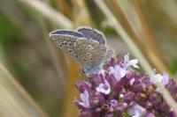 Polyommatus icarus