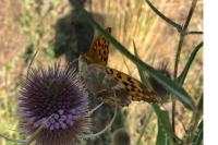Argynnis paphia