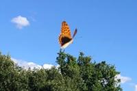 Argynnis paphia