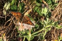 Melitaea phoebe